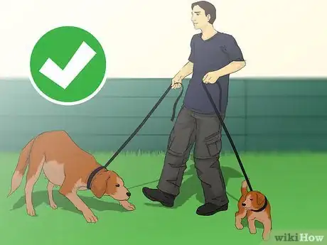 Image titled Add a Puppy to the Family Whilst Your Dog Is Pregnant Step 10