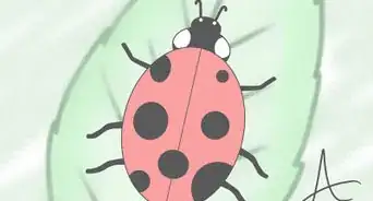 Draw a Ladybird