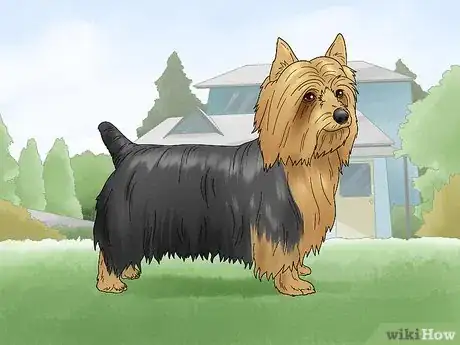 Image titled Identify a Silky Terrier Step 8