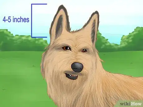 Image titled Identify a Berger Picard Step 4