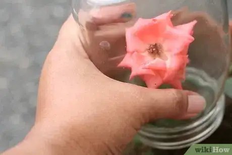 Image titled Grow a Rose Bush from a Single Stem or Cutting Step 4