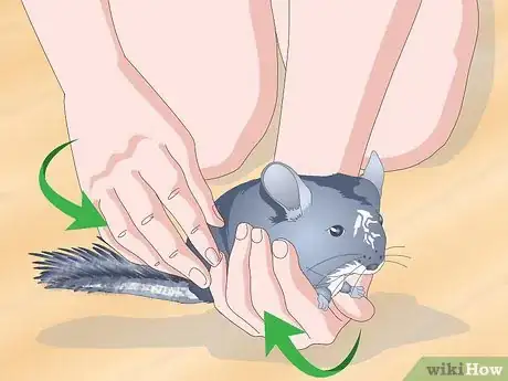 Image titled Help Your Chinchilla Adjust to its New Home Step 18