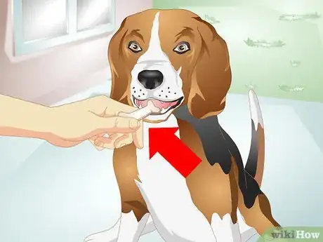 Image titled Reduce Flatulence in Dogs Step 6