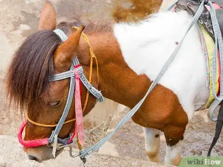 Image titled Behave Around a Horse Step 9