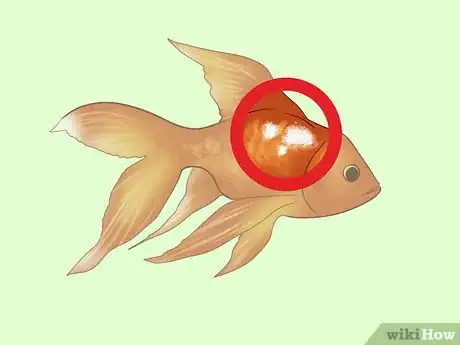 Image titled Treat Fungal Infections in Fish Step 11