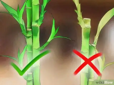 Image titled Take Care of Lucky Bamboo Step 2