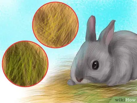 Image titled Prevent Dental Problems in Rabbits Step 2