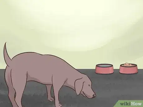 Image titled Watch for Signs of Illness in Senior Dogs Step 11
