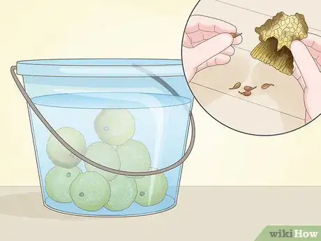 Image titled Grow Osage Oranges Step 3