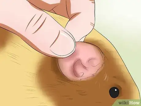 Image titled Buy a Healthy Guinea Pig Step 8