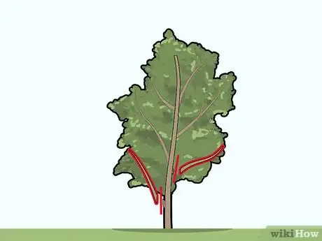 Image titled Prune Pecan Trees Step 11