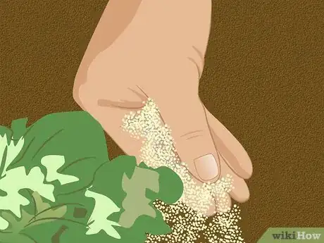 Image titled Grow Ornamental Flowering Kale Plants Step 10