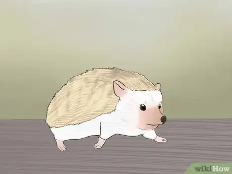 Image titled Buy a Hedgehog Step 14