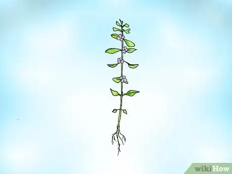 Image titled Grow Bacopa Plants Step 1