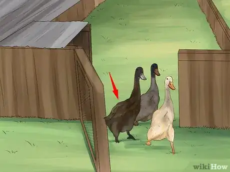 Image titled Train Ducks Step 3