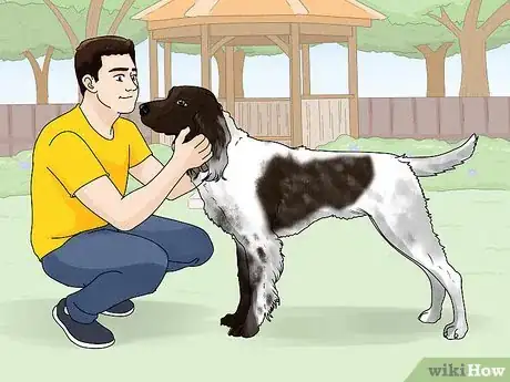 Image titled Identify a German Longhaired Pointer Step 10
