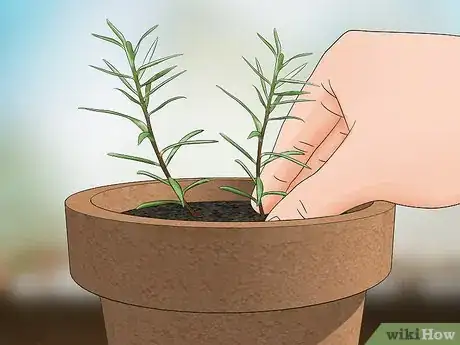 Image titled Grow Moss Rose Step 8