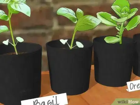 Image titled Grow an Indoor Herb Garden Step 8