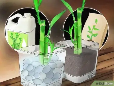 Image titled Take Care of Lucky Bamboo Step 6