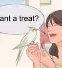 Train a Cockatiel to Talk