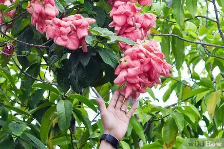 Image titled Water Plants with Coffee Step 3