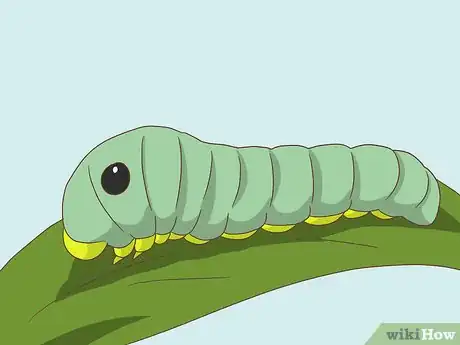 Image titled Say the Names of Insects in French Step 1Bullet4