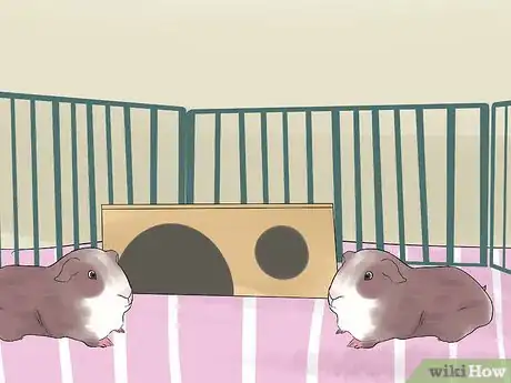Image titled Introduce Your Guinea Pig to Floor Time Step 8