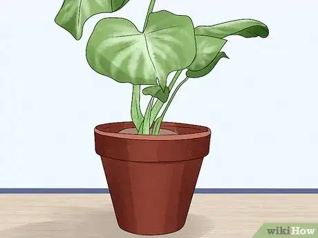 Image titled Grow Chinese Evergreens (Aglaonema) Step 18