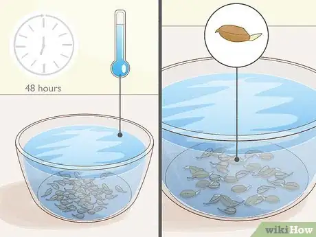 Image titled Grow Osage Oranges Step 4