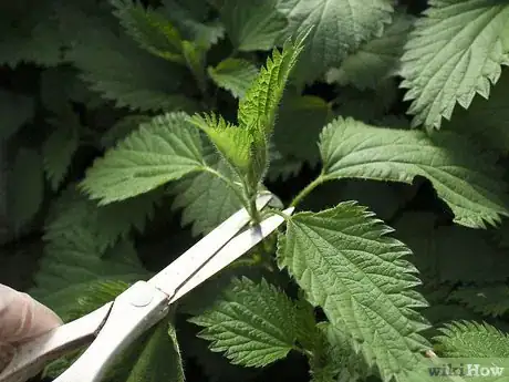 Image titled Eat Stinging Nettles Step 14