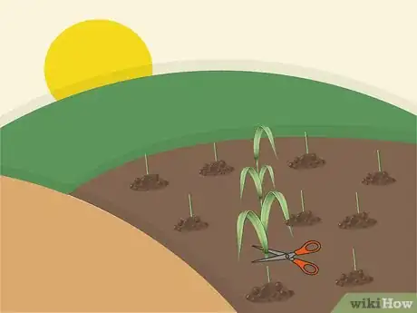 Image titled Plant Napier Grass Step 6