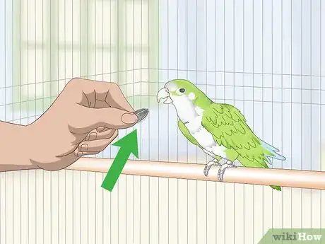 Image titled Teach a Quaker Parrot to Speak Step 7