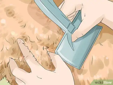 Image titled Groom a Silky Terrier Step 2