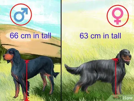 Image titled Identify a Gordon Setter Step 1