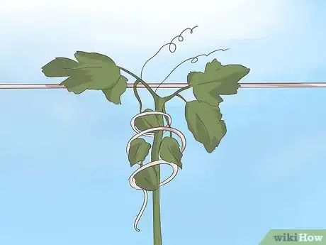 Image titled Prune Grape Vines Step 7