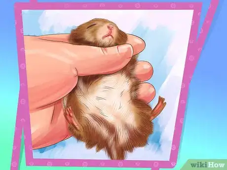 Image titled Choose a Healthy Hamster Step 8