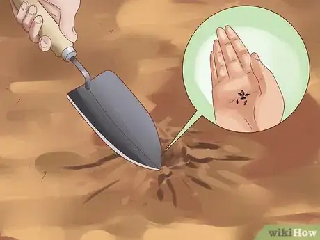 Image titled Grow Chives Step 5