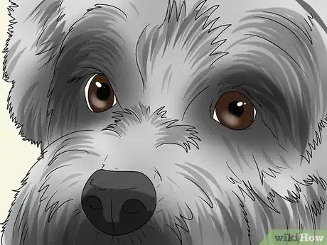 Image titled Identify a Cairn Terrier Step 4