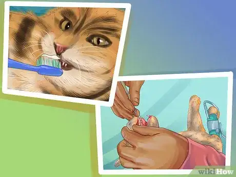 Image titled Treat Feline Stomatitis Step 10
