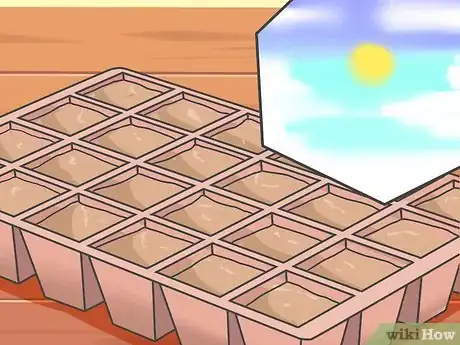 Image titled Grow Asters Step 5