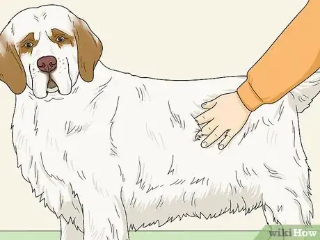 Image titled Identify a Clumber Spaniel Step 10