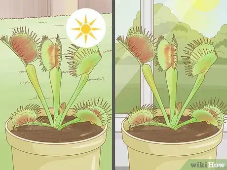 Image titled Raise Carnivorous Plants Step 5