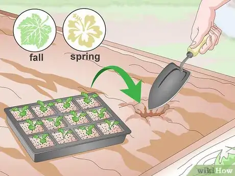 Image titled Grow Pansies Step 12