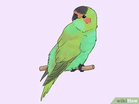 Image titled Choose a Lory or Lorikeet Step 3