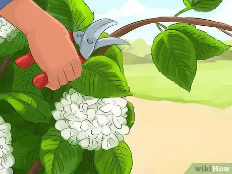 Image titled Prune a Snowball Bush Step 3