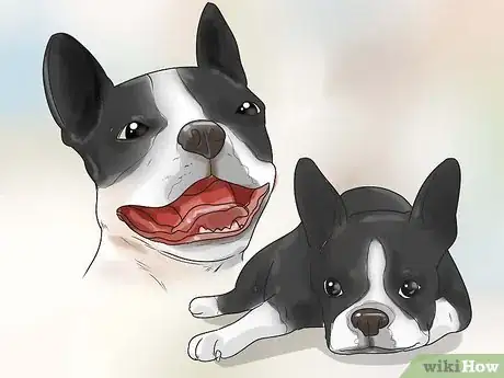 Image titled Prevent Dog Cancer Step 5