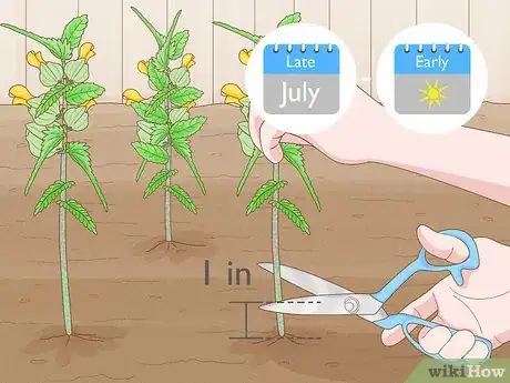 Image titled Sow Yellow Rattle Step 13