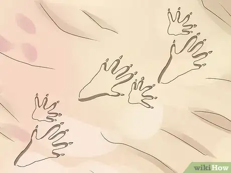 Image titled Identify Animal Tracks Step 6