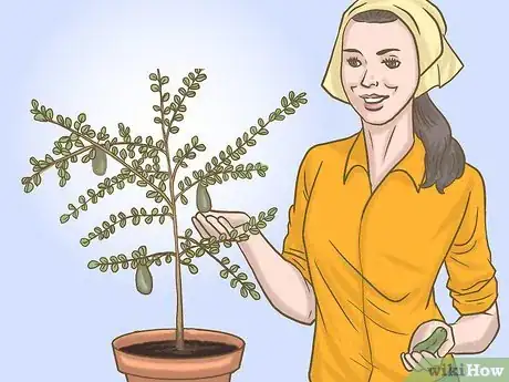 Image titled Grow Finger Limes Step 11