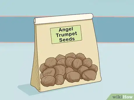 Image titled Plant Angel Trumpet Seeds Step 1